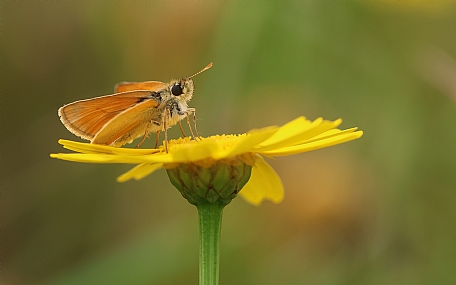 נחושת הנשרן