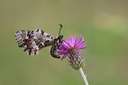 צבעוני קשוט