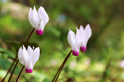 רקפות רעננות
