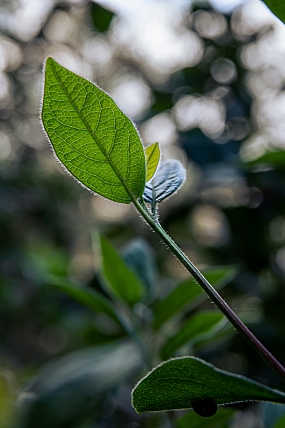 העלה האיתן.
