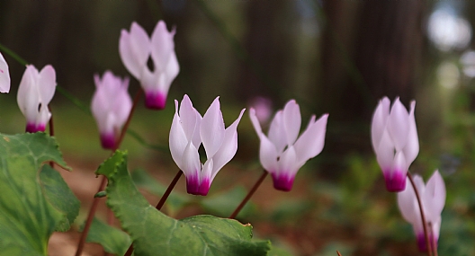 רקפות מצויות