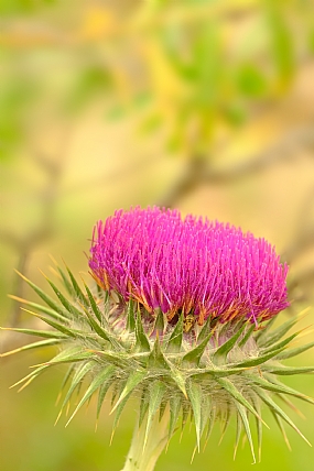 פונפון ורוד