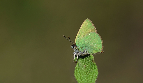ירוקי אירופאי