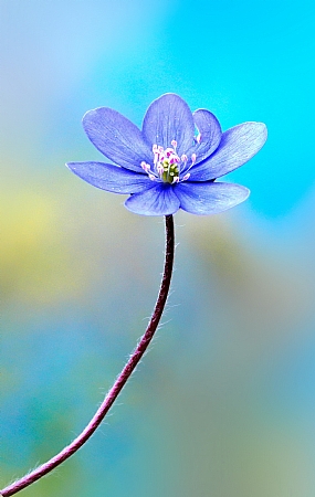 פרח קטן ויפה