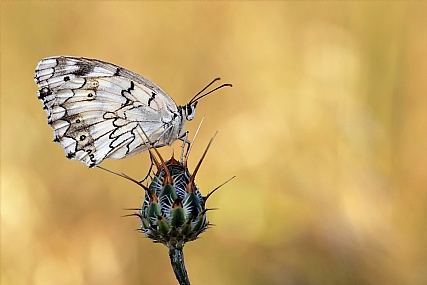 אביבית משוישת