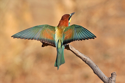 שלל צבעי הקשת