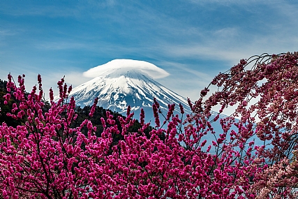הר הפוג'י בסאקורה