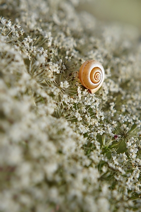 חילזון מואר 