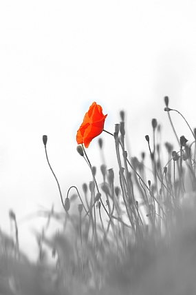 בין האחרונים