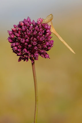 פריחה סגולה