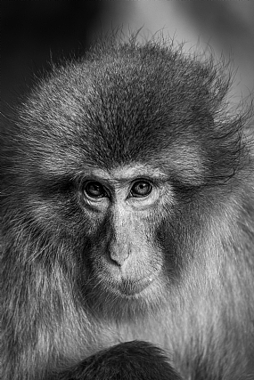 קופי השלג - יפן