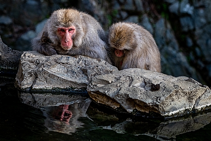 קופי השלג - יפן