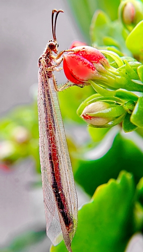 נסיכת החרקים