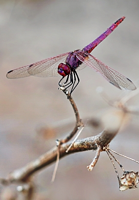 דריכות וציפיה