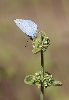 תכול כנף קיסוסי