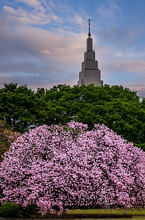 TOKYO SKY TREE בסאקורה