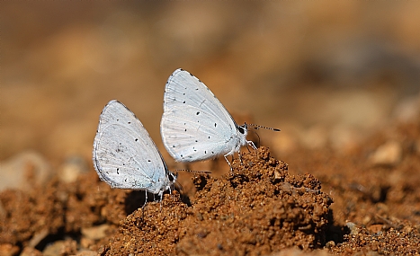 תכול כנף קיסוסי