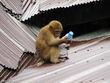 To Be Or Not To Be...