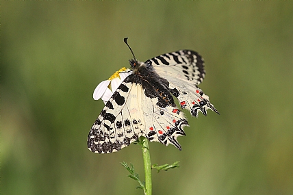 צבעוני קשוט