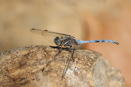 ריחופית כחולה