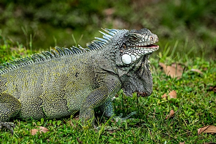 איגואנה צוחקת