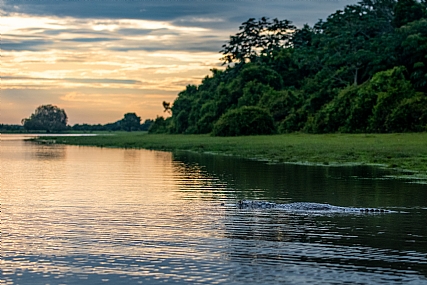 קיימן בזריחה
