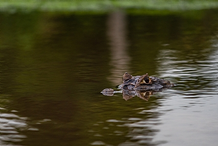 קיימן בזריחה