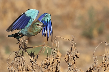 למקומות היכון צא