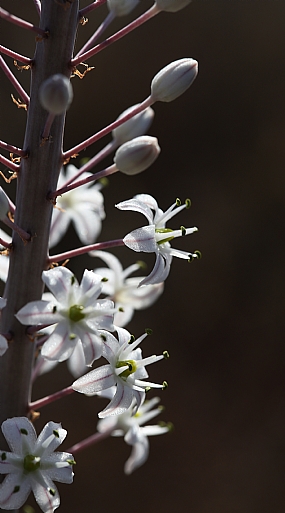 מבשר את בו הסתיו