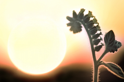 היום גווע לאיטו