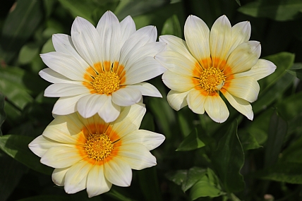 Gazania rigens