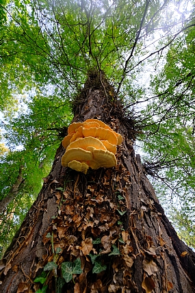 פטריות כתומות