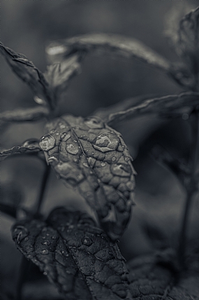 דמעות מהשמיים.