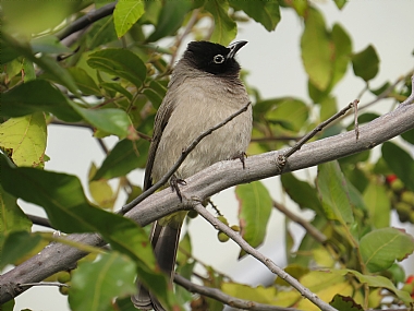 הציפור הצופה