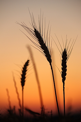 חיטים בשקיעה