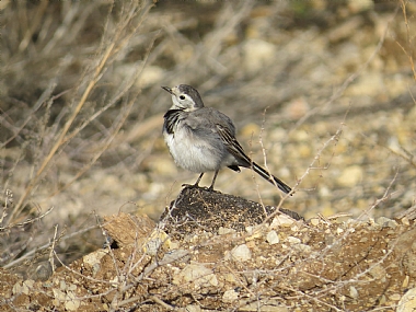 הדוגמן נחליאלי