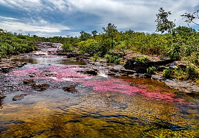 Cano Cristales