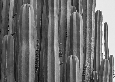 זקיפות קומה