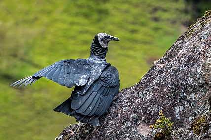 אורובו שחור