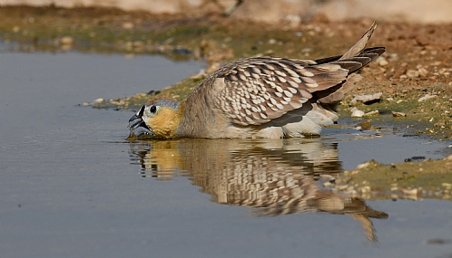 כל צמא לכו למים