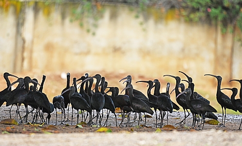 מנוחת המגלנים