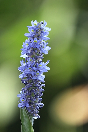 Pickerelweed