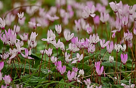 מעל ומתחת לסלע