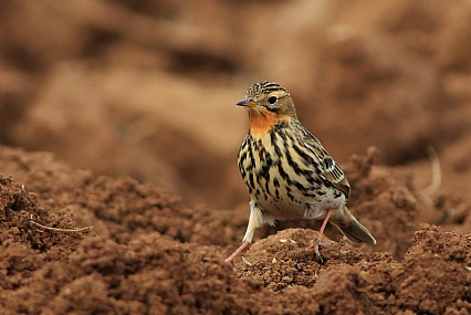 פיפיון אדום גרון