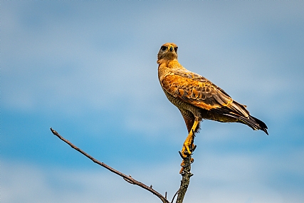 Savanna Hawk