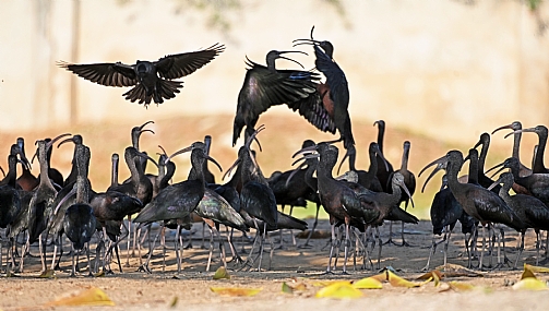 מגלנים במלחמה