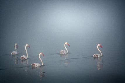 פלמינגו בערפל של בוקר