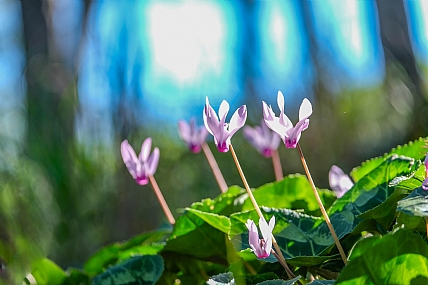 גבעת הרקפות