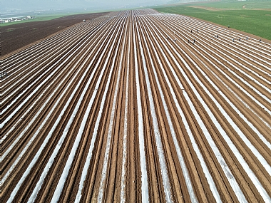 חממות אבטיחים