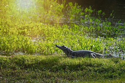 קיימן בזריחה 1